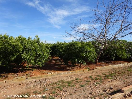 PARCELA RUSTICA EN ZONA FLORIDA - CASTELLON