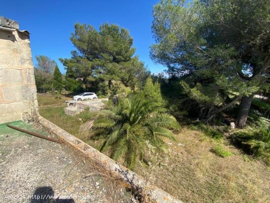 Finca rustica en Muro a 800 metros del mar - BALEARES