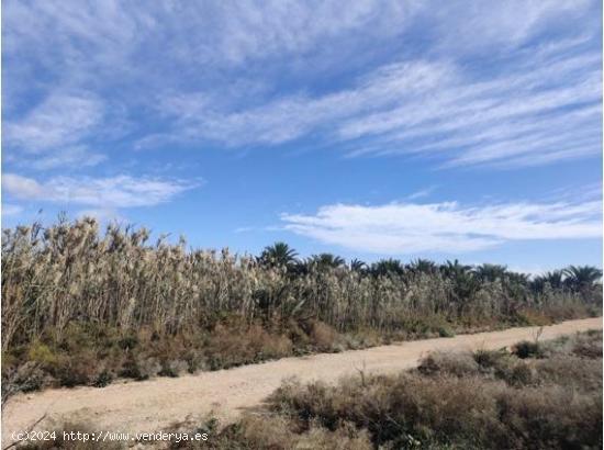 Finca rustica en Los Montesinos - ALICANTE