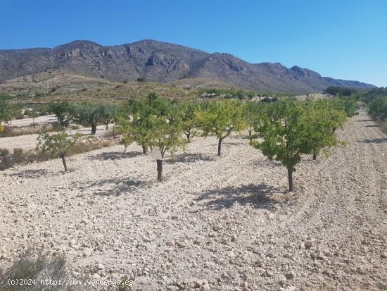 Terreno 17.300 m2  La Canalosa  Hondón de las Nieves (España) - ALICANTE