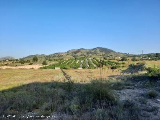 Parcela de terreno en la alquebla - ALICANTE