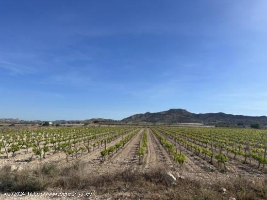  Parcela de terreno - ALICANTE 