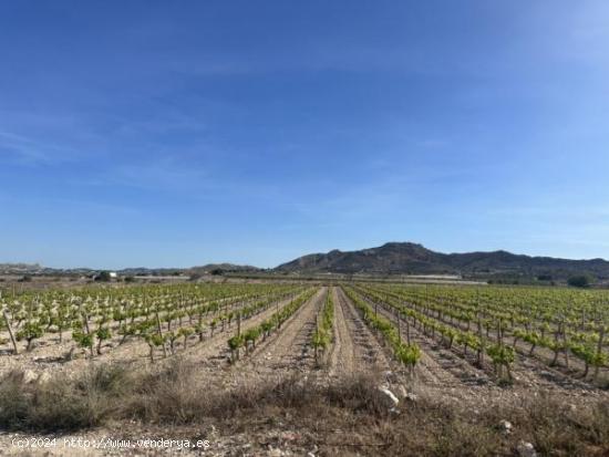 Parcela de terreno - ALICANTE