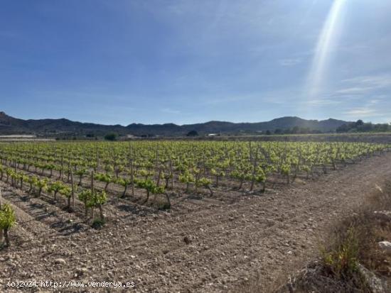 Parcela de terreno - ALICANTE