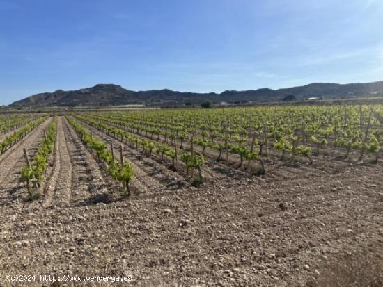 Parcela de terreno - ALICANTE