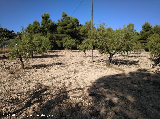 GRAN OCASION - PARCELA URBANA EN LAS FUENTECICAS - ALBACETE