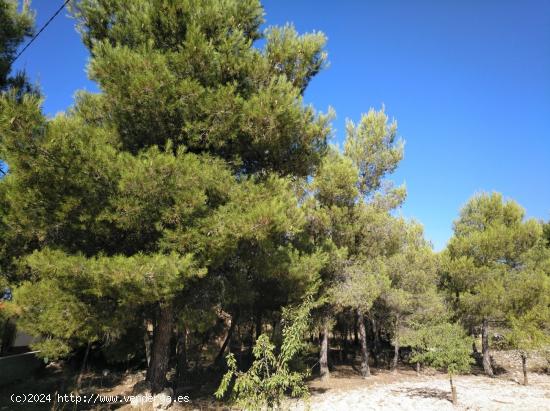 GRAN OCASION - PARCELA URBANA EN LAS FUENTECICAS - ALBACETE