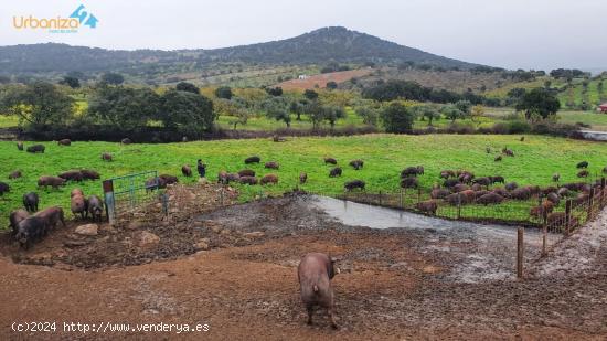 FINCA DE GANADO MUY CERCA DE SALVALEON - BADAJOZ