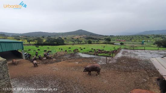 FINCA DE GANADO MUY CERCA DE SALVALEON - BADAJOZ