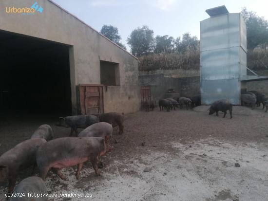 FINCA DE GANADO MUY CERCA DE SALVALEON - BADAJOZ