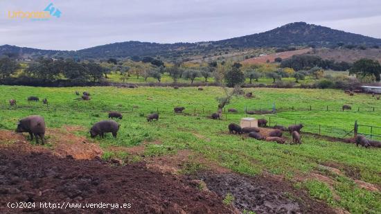 FINCA DE GANADO MUY CERCA DE SALVALEON - BADAJOZ