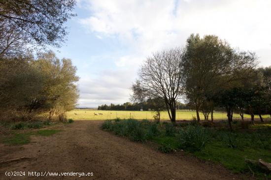 LLUCMAJOR Finca rústica de 230.000 metros - BALEARES