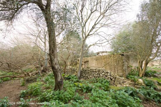 LLUCMAJOR Finca rústica de 230.000 metros - BALEARES