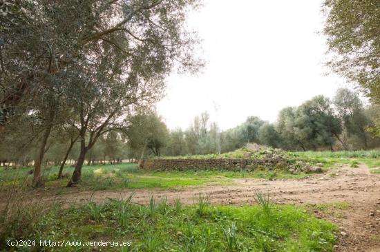 LLUCMAJOR Finca rústica de 230.000 metros - BALEARES