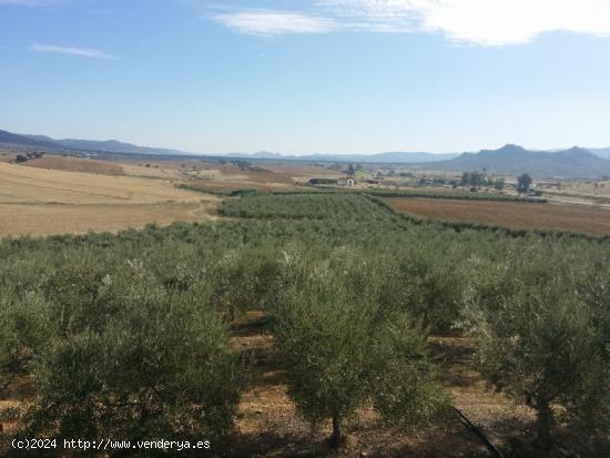  GRAN OLIVAR EN BELMEZ - CORDOBA 