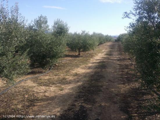 GRAN OLIVAR EN BELMEZ - CORDOBA