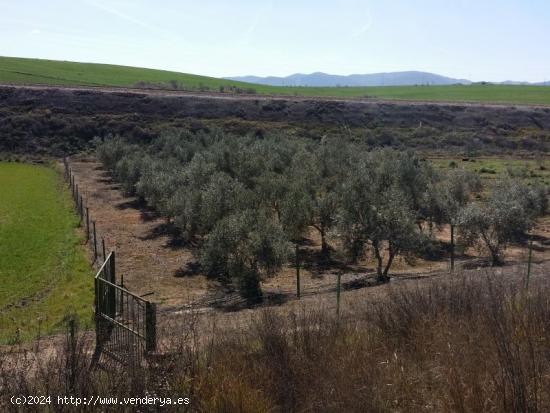 FINCA RÚSTICA A LA VENTA - CORDOBA