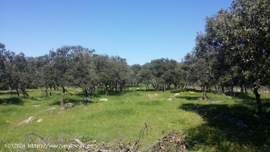 FINCA DE OLIVAR CON VIVIENDA REFORMADA - CORDOBA