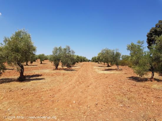  OLIVAR A LA VENTA EN VILLANUEVA DEL DUQUE - CORDOBA 