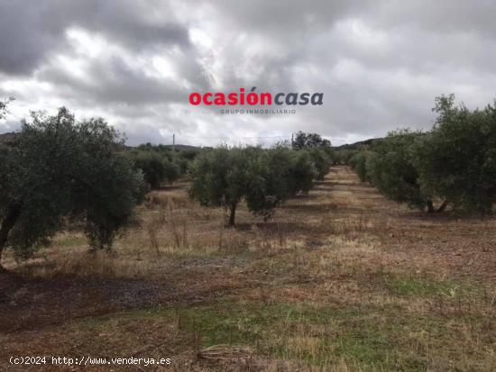 OLIVAR A LA VENTA EN BELMEZ - CORDOBA