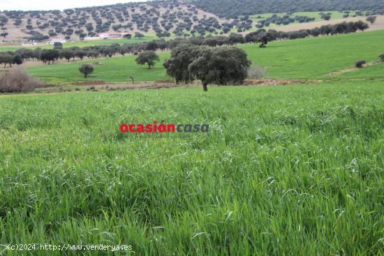  FINCA DE 140 HA EN PEÑARROYA-PUEBLONUEVO - CORDOBA 