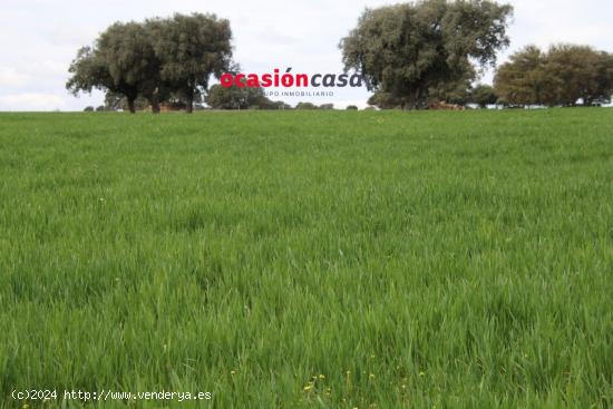 FINCA DE 140 HA EN PEÑARROYA-PUEBLONUEVO - CORDOBA