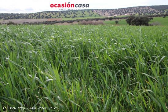 FINCA DE 140 HA EN PEÑARROYA-PUEBLONUEVO - CORDOBA