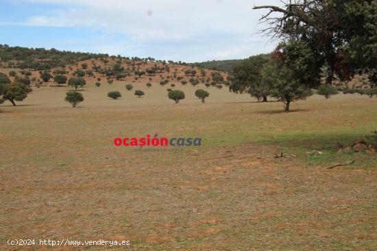 FINCA DE 140 HA EN PEÑARROYA-PUEBLONUEVO - CORDOBA