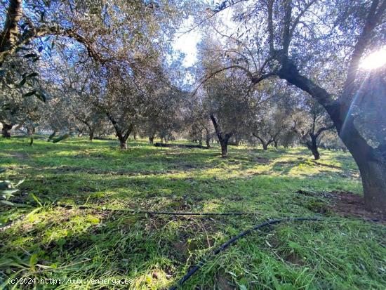 GRAN FINCA EN ZONA ENCINAREJO - CÓRDOBA - CORDOBA