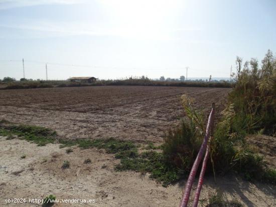  Finca Rústica de 6.000 m2 en el Campo de Elche - ALICANTE 