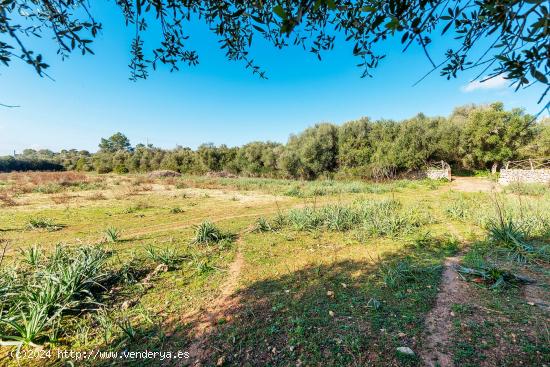 Tres fincas rústicas en Inca - BALEARES