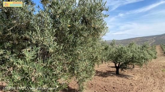  Olivar intensivo en plena producción - CORDOBA 