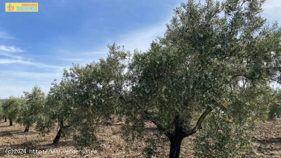 Olivar intensivo en plena producción - CORDOBA