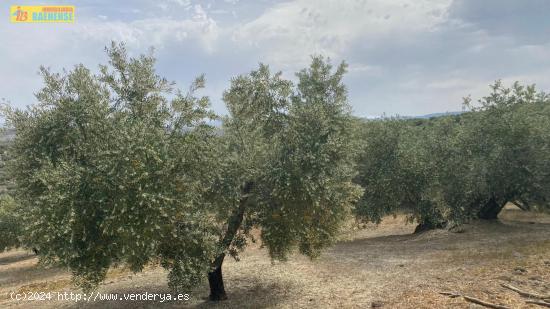 Finca de olivar en buena ubicación - CORDOBA