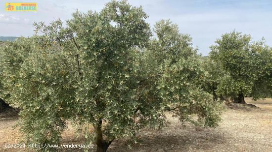 Finca de olivar en buena ubicación - CORDOBA