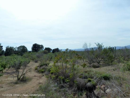 Finca de 47366 m2 en venta en Riudoms - TARRAGONA