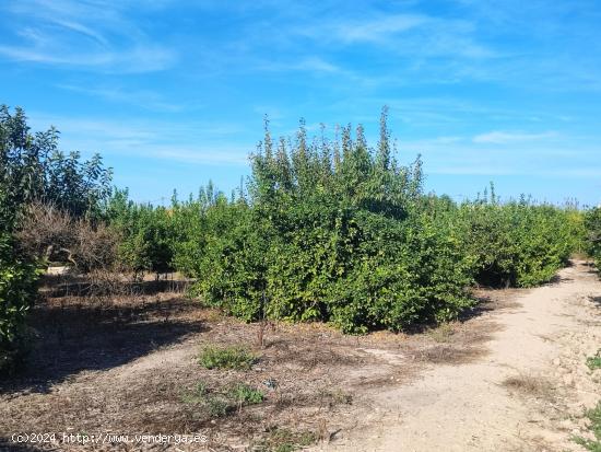 RINCON DE SECA, CASA DE HUERTA CON TERRENO ( 3900 M2) - MURCIA