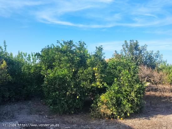 RINCON DE SECA, CASA DE HUERTA CON TERRENO ( 3900 M2) - MURCIA