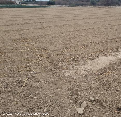 parcela agricola en Dolores - ALICANTE