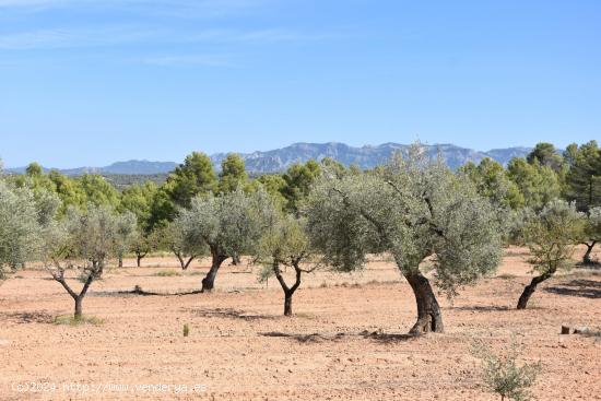  Finca con cultivo de olivos en Arens de Lledó - TERUEL 