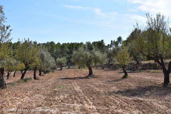 Finca con cultivo de olivos en Arens de Lledó - TERUEL