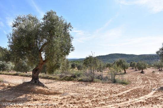 Finca con maset en Mazaleón - TERUEL