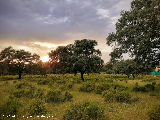  PARCELA EN URBANIZACIÓN SIERRA NORTE, CASTIBLANCO DE LOS ARROYOS, SEVILLA. - SEVILLA 