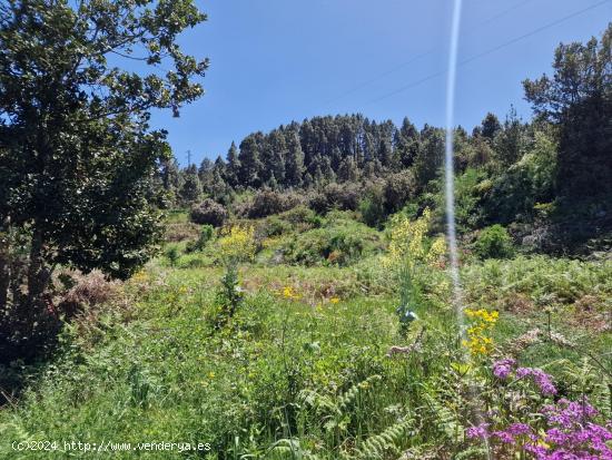 Terreno con Bosque de Pinos en Icod de los Vinos: Una Oportunidad Única - SANTA CRUZ DE TENERIFE