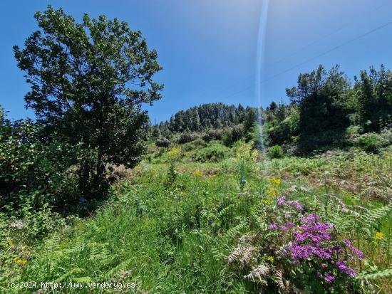 Terreno con Bosque de Pinos en Icod de los Vinos: Una Oportunidad Única - SANTA CRUZ DE TENERIFE