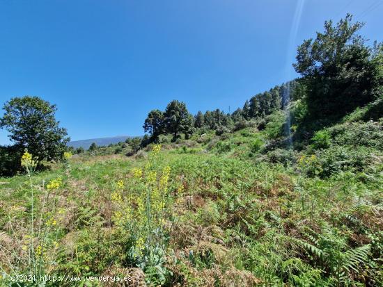 Terreno con Bosque de Pinos en Icod de los Vinos: Una Oportunidad Única - SANTA CRUZ DE TENERIFE