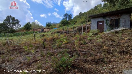 FINCA RUSTICA CON GALPON EN LA ZONA DE CASTRO DE BEIRO (AMOEIRO) - ORENSE