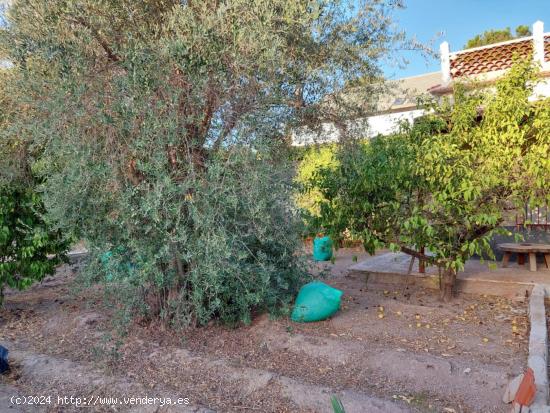 Parcelas urbanas en La Alberca - MURCIA