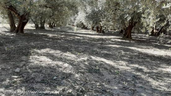 FINCA RÚSTICA EN TÍJOLA ( ALMERÍA ).de 2000  metros terreno y 20 metros   nave - ALMERIA