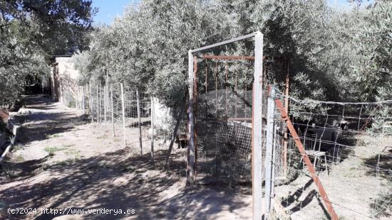 FINCA RÚSTICA EN TÍJOLA ( ALMERÍA ).de 2000  metros terreno y 20 metros   nave - ALMERIA